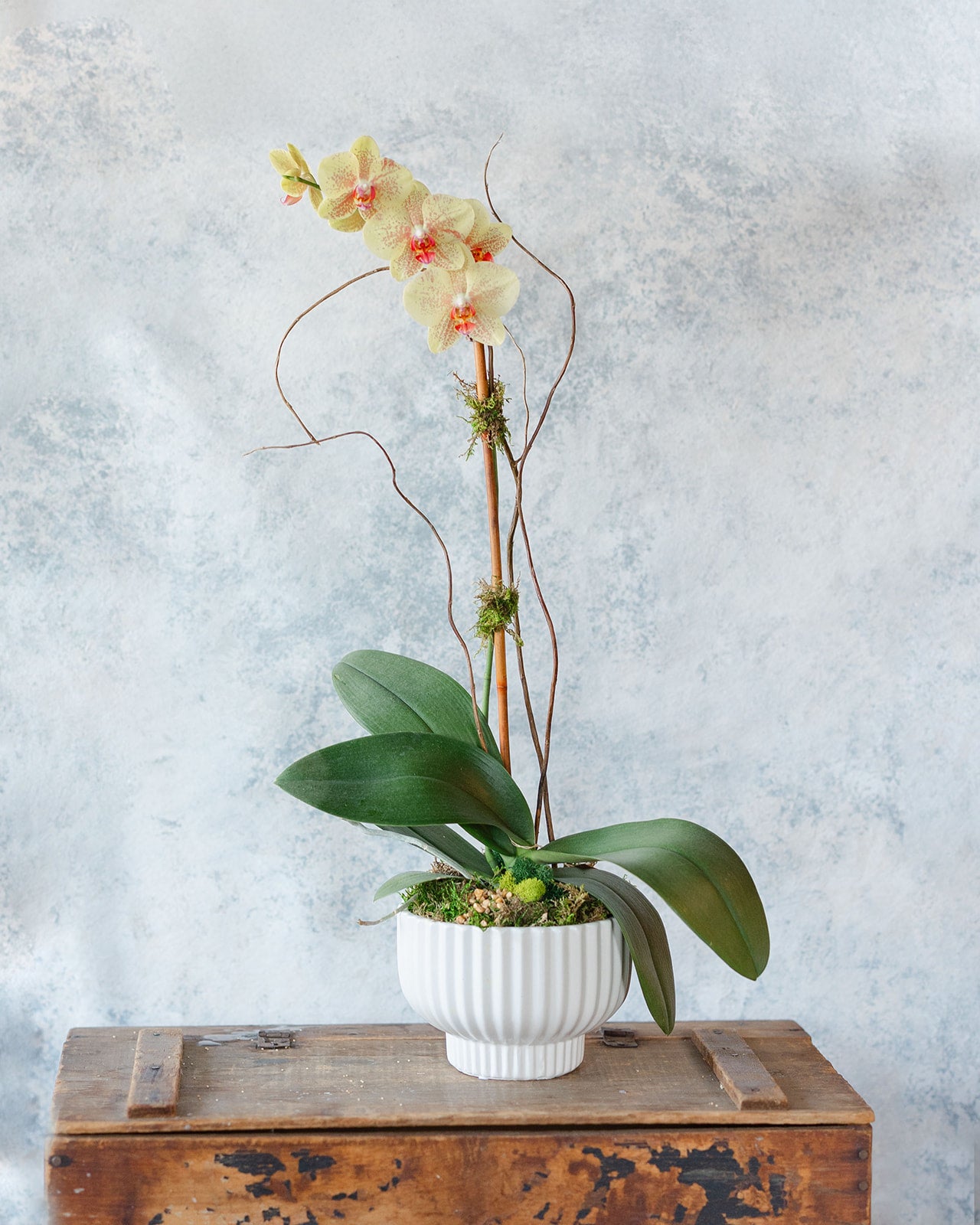Potted Orchid
