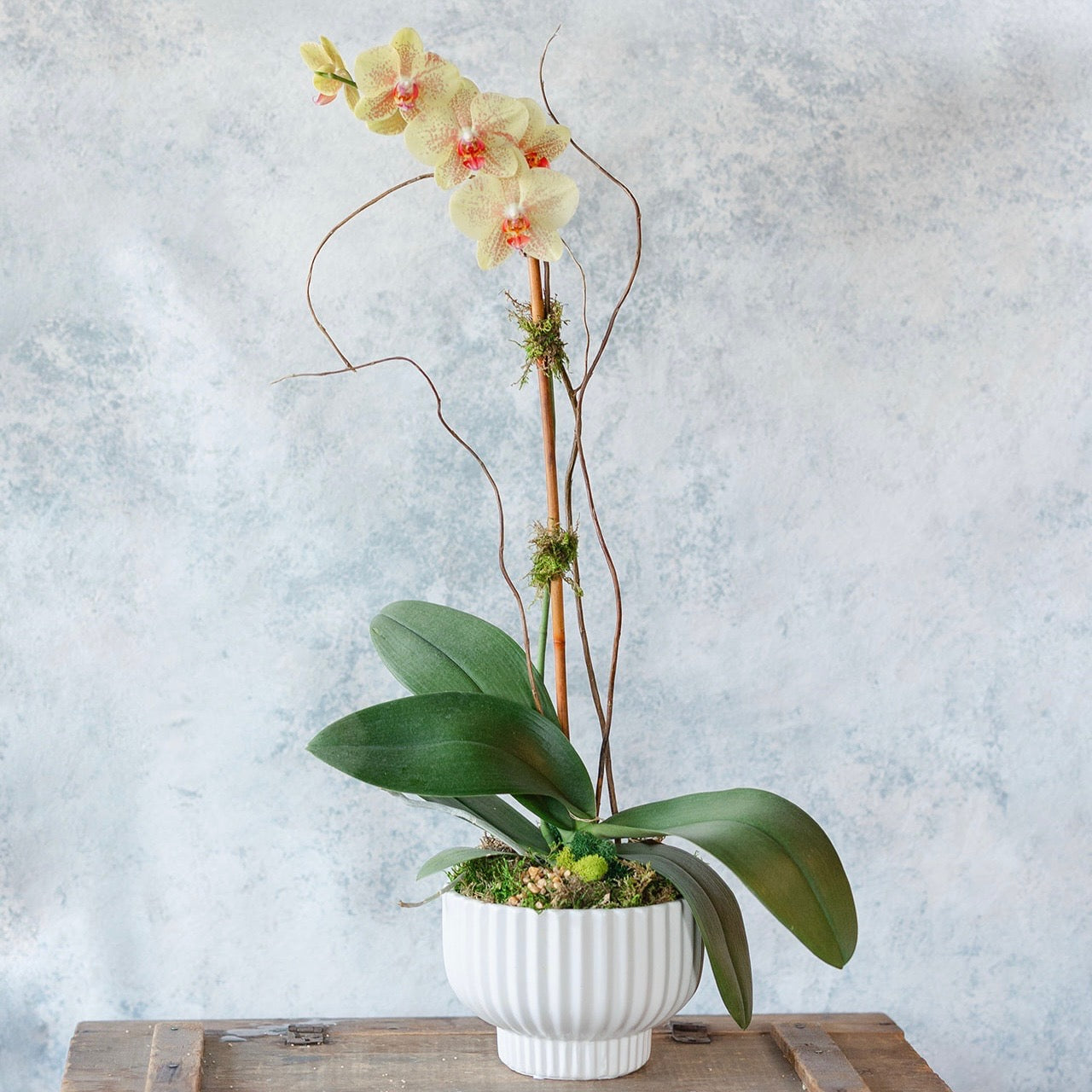 Potted Orchid