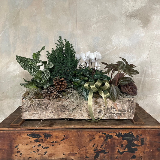 Winter Birch Planter